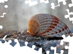 shell, Close