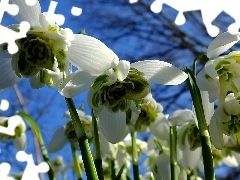 Close, snowdrops, Sky