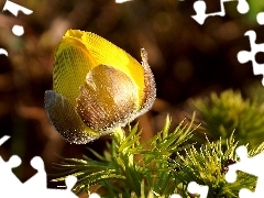 Yellow, bud, Close, anemone