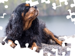 closed, dog, raised, King Charles Spaniel, lying, Eyes, Head