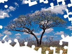 Africa, trees, clouds, savanna