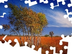 Autumn, Field, clouds, birch