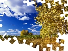 autumn, Path, clouds, birch