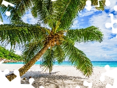 sea, clouds, Beaches, Palm, Seychelles