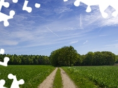 Field, forest, clouds, Way