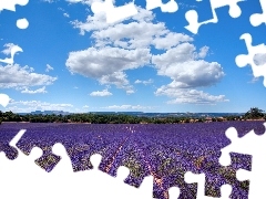 clouds, lavender, Field