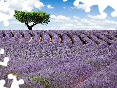 Field, trees, clouds, lavender