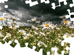 clouds, chamomile, grass