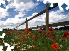 Meadow, Hurdle, clouds, papavers