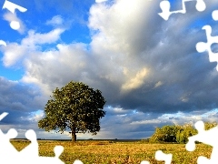 clouds, Meadow, trees, Bush, lonely