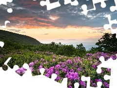 Meadow, clouds, rhododendron, Mountains