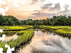 clouds, reflection, forest, bog, River