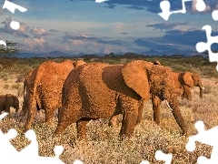 clouds, Elephants, savanna