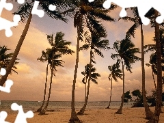 sea, Wind, clouds, Palms