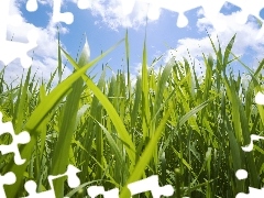 clouds, grass, Sky