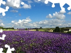 clouds, summer, lavender, Farms, Field