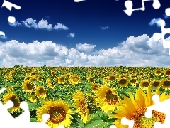 Nice sunflowers, Sky, clouds, Field