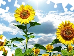 Nice sunflowers, White, clouds, Sky