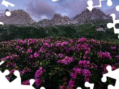 viewes, Mountains, Rhododendron, clouds, Flowers, trees