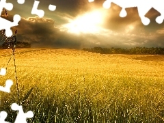 clouds, Field, wheat