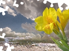 Yellow, sea, clouds, iris