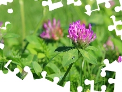 clover, lilac, Flowers