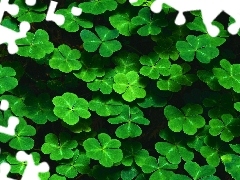 Clovers