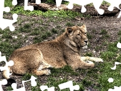 grass, Lod on the beach, Lioness, Clumps, laying