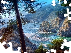 Coast, pine, rocks