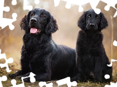 Flat coated retriever, Plants, adult, Puppy, dog