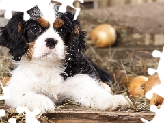 Cocker, dog, Puppy