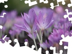 developed, purple, Flowers, colchicums