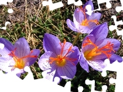 Flowers, colchicums