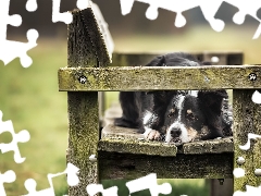 Bench, dog, Border Collie