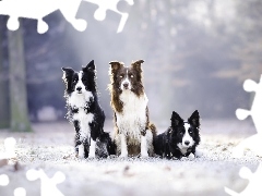 Three, Border Collie