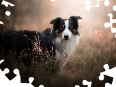 fuzzy, background, Border Collie, heathers, dog