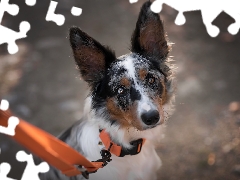 Orange, Leash, Border Collie, muzzle, dog