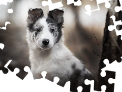 Puppy, dog, Border Collie