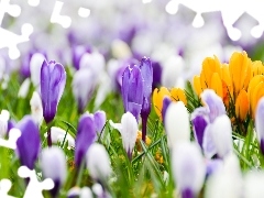 crocuses, color