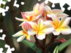 Flowers, Plumeria, Leaf, color