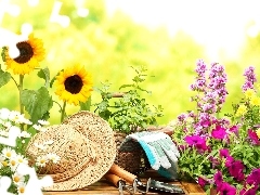 color, Flowers, chamomile, Hat, Nice sunflowers