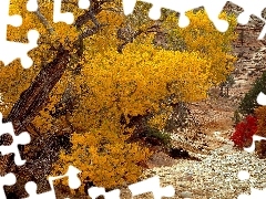 color, Leaf, viewes, Stones, trees