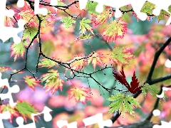 Leaf, Maple Palm, color