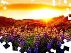 Flowers, lupine, Meadow, color, rays of the Sun