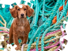 dog, color, ropes, Cocker Spaniel