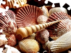 Shells, shape, color, different