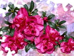 Flowers, Colorful Background, graphics, Camellias