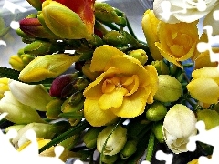 freesia, small bunch, Colorful