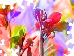 Flowers, colors