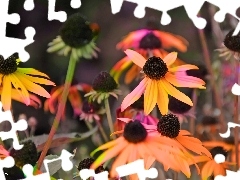 Rudbeckia, colors